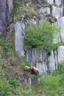 Cliff Gallery: Alaskan Brown Bear - mother and 2yr old cub