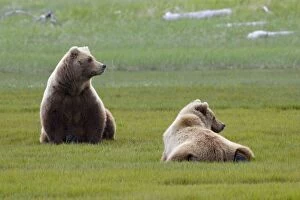 Images Dated 20th June 2007: Alaskan Brown Bear - mother and 2yr old cub - Katmai National Park - AK