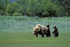 Images Dated 1st July 2010: Alaskan Brown Bear - mother and 3-4 month old cubs