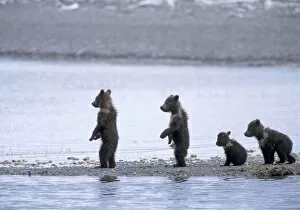 Images Dated 1st July 2010: Alaskan Brown Bear - quadruplet 4-6 month old cubs
