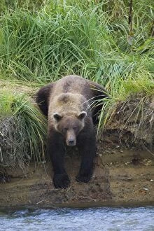 Images Dated 26th August 2005: Alaskan Brown Bear - on riverbank watching salmon in river