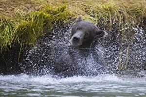 Alaskan Brown Bear - shaking in water