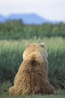 Images Dated 1st July 2010: Alaskan Brown Bear - sitting down