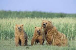 Images Dated 1st July 2010: Alaskan Brown Bear - sow and 2 year old cubs