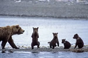 Images Dated 1st July 2010: Alaskan Brown Bear - sow with 3 month old cubs