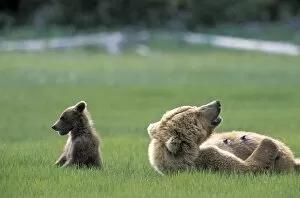 Images Dated 29th June 2010: Alaskan Brown Bear - sow and 4-6 month old cub - Katmai National Park, AK