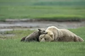 Alaskan Brown Bear - sow and 4-6 month old cub