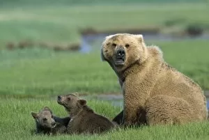 Images Dated 29th June 2010: Alaskan Brown Bear - sow and 4-6 month old cub(s) - Katmai National Park, AK