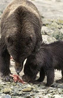 Images Dated 1st July 2010: Alaskan Brown Bear - sow and 6-8 month old cub eating salmon