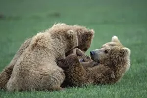 Images Dated 1st July 2010: Alaskan Brown Bear - sow resting with 2 year old cubs after nursing