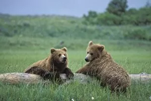 Images Dated 1st July 2010: Alaskan Brown Bear - sub-adult siblings resting on log