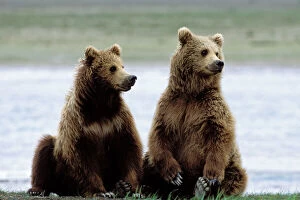 Images Dated 1st July 2010: Alaskan Brown Bear - sub-adults
