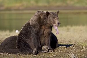Alaskan Brown Bear - with tongue sticking out