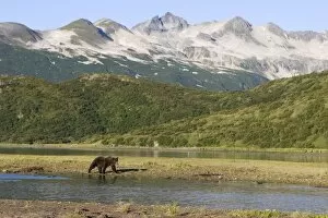 Alaskan Brown Bear - walking alongside river