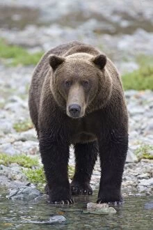 Images Dated 25th August 2005: Alaskan Brown Bear - walking in water