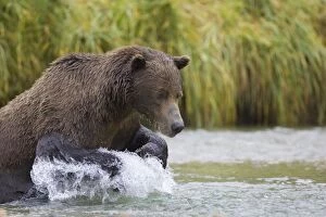 Alaskan Brown Bear - in water