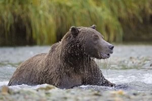 Images Dated 28th August 2005: Alaskan Brown Bear - in water