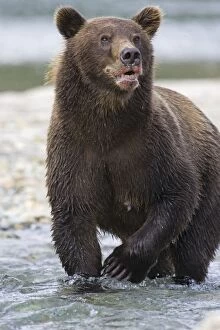 Images Dated 27th August 2005: Alaskan Brown Bear - in water - Katmai National Park, Alaska