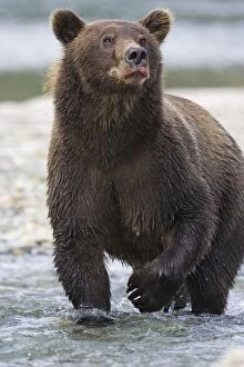 Images Dated 27th August 2005: Alaskan Brown Bear - in water - Katmai National Park, Alaska