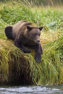 Alaskan Brown Bear - at waters edge