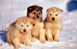 Litter Collection: Alaskan Husky Dogs WAT 5889 3 x young pups sitting in snow Churchill, Canada © M
