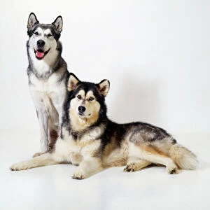 Alaskan Malamute Collection: Alaskan Malamute Dog