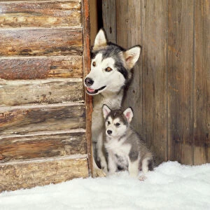 Alaskan Malamute Collection: Alaskan Malamute Dog - adult with puppy at log cabin door