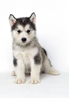 Furry Gallery: Alaskan Malamute DOG - pup