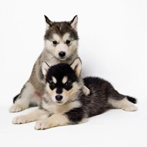 Alaskan Malamute Collection: Alaskan Malamute Dog - puppies