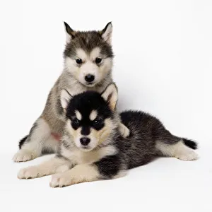 <b class=qtipBold><figcaption>Alaskan Malamute Dog - puppies</figcaption></b><br>JD-13315 Alaskan Malamute Dog - puppies John Daniels Please note that prints are for personal display purposes only and may not be reproduced in any way.<br><em>© John Daniels/ardea.com</em> Alaskan Malamute Dog - puppies