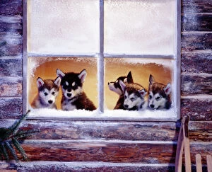Litter Collection: Alaskan Malamute Dog - puppies at log cabin window