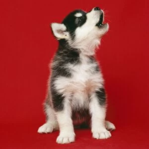 Images Dated 21st September 2007: Alaskan Malamute Dog - puppy