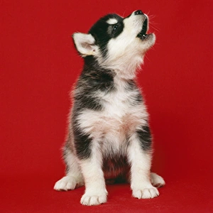 Images Dated 21st September 2007: Alaskan Malamute Dog - puppy