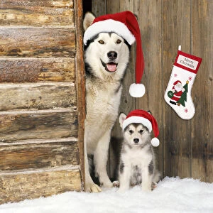 Smiling Gallery: Alaskan Malamute Dog - with puppy at log cabin door