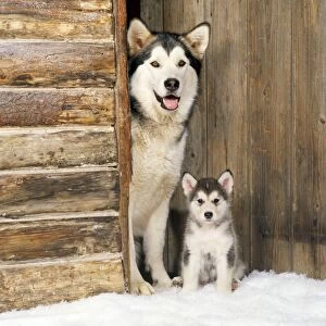 Alaskan Malamute Collection: Alaskan Malamute Dog - with puppy at log cabin door