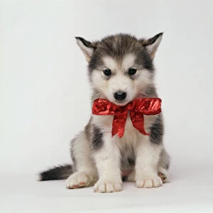 Images Dated 8th December 2010: Alaskan Malamute Dog - puppy with red bow
