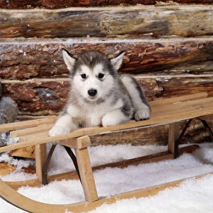 Alaskan Malamute Collection: Alaskan Malamute Dog - puppy on sledge