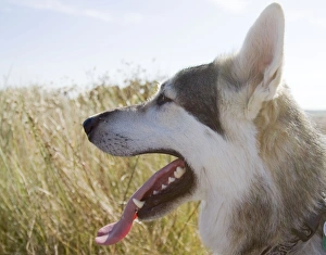 Images Dated 27th September 2009: Alaskan Malumute (cross) dog