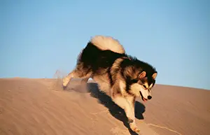 Jumping Prints: Alaskan Malumute Dog CRH 723 Running down sand dune © Chris Harvey ARDEA LONDON