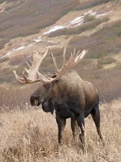 Alaska Prints: Alaskan Moose. Alaska - USA