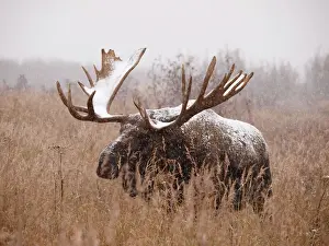 Alaskan Moose - bull in blizzard - Alaska - USA
