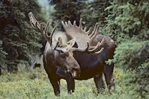 Ungulates Prints: Alaskan Moose - bull Denali National Park Alaska MM20