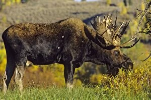 Images Dated 8th August 2007: Alaskan Moose - bull Grand Teton National Park, Wyoming, USA. Mm222
