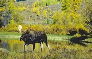 Alaskan Moose - bull. Note: there is a cow moose in out-of-focus background