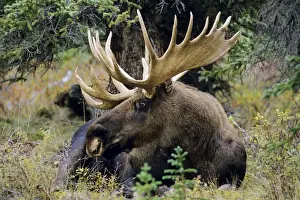 Ungulates Prints: Alaskan Moose - bull resting. Denali National Park Alaska MM190