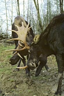 Images Dated 20th February 2007: Alaskan Moose - bulls sparring Canada. MM47