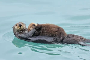 Saltwater Collection: Alaskan / Northern Sea Otter - mother carrying very young pup - Alaska _D3B3040