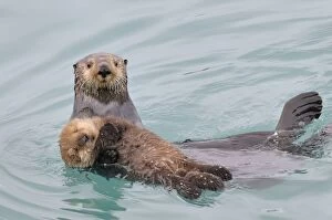 Alaskan Collection: Alaskan / Northern Sea Otter - mother carrying her very young pup - while pups at this age float