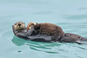 Pacific Prints: Alaskan / Northern Sea Otter - mother carrying very young pup - Alaska _D3B3040