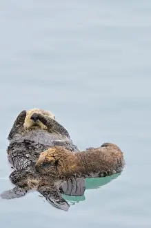 Pacific Prints: Alaskan / Northern Sea Otter - mother nursing pup - Alaska _D3B2853